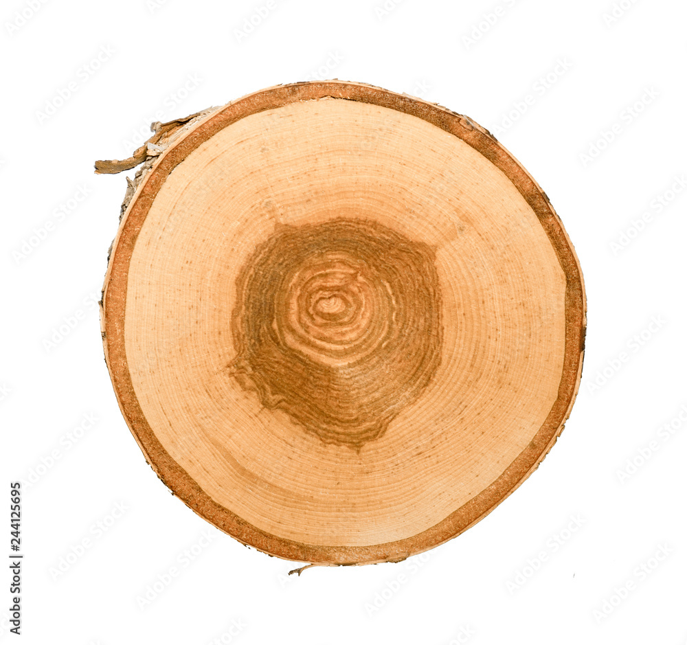Cross section of tree trunk with annual growth rings isolated on white background Cross section of tree trunk with annual growth rings isolated on white background