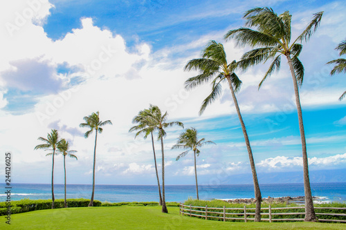 Palm Trees and Green Grass in Hawaii © clarke