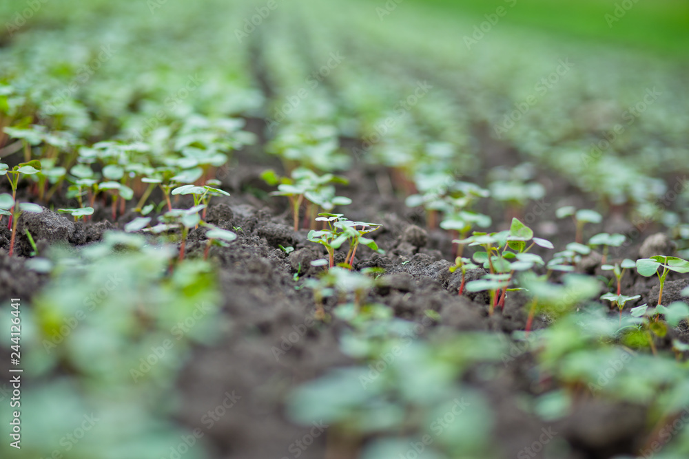 Field of sprout buckwheat on background of sky. Buckwheat, Fagopyrum esculentum, Japanese buckwheat and silverhull buckwheat on the field. Field of sprout buckwheat on background of sky. Buckwheat, Fagopyrum esculentum, Japanese buckwheat and silverhull buckwheat on the field.