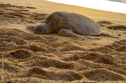 Turtle on a Beach in Hawaii