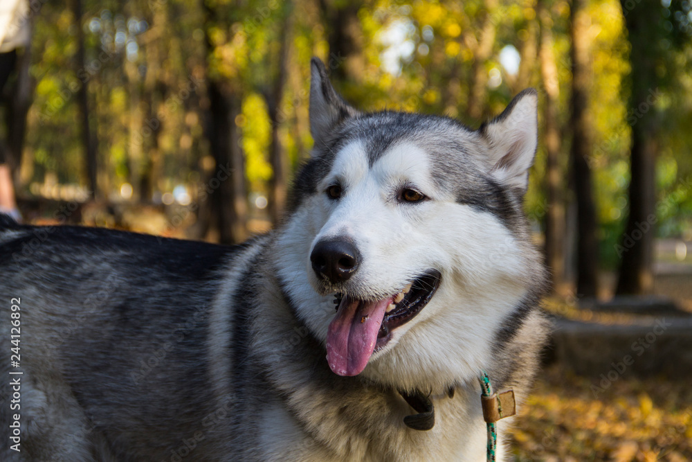 Malamute for a walk in the autumn Park