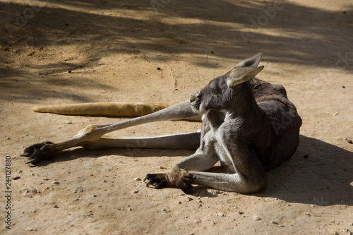 Lazy kangaroos lying on the ground