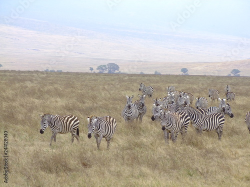 Zebraherde in der Savanne