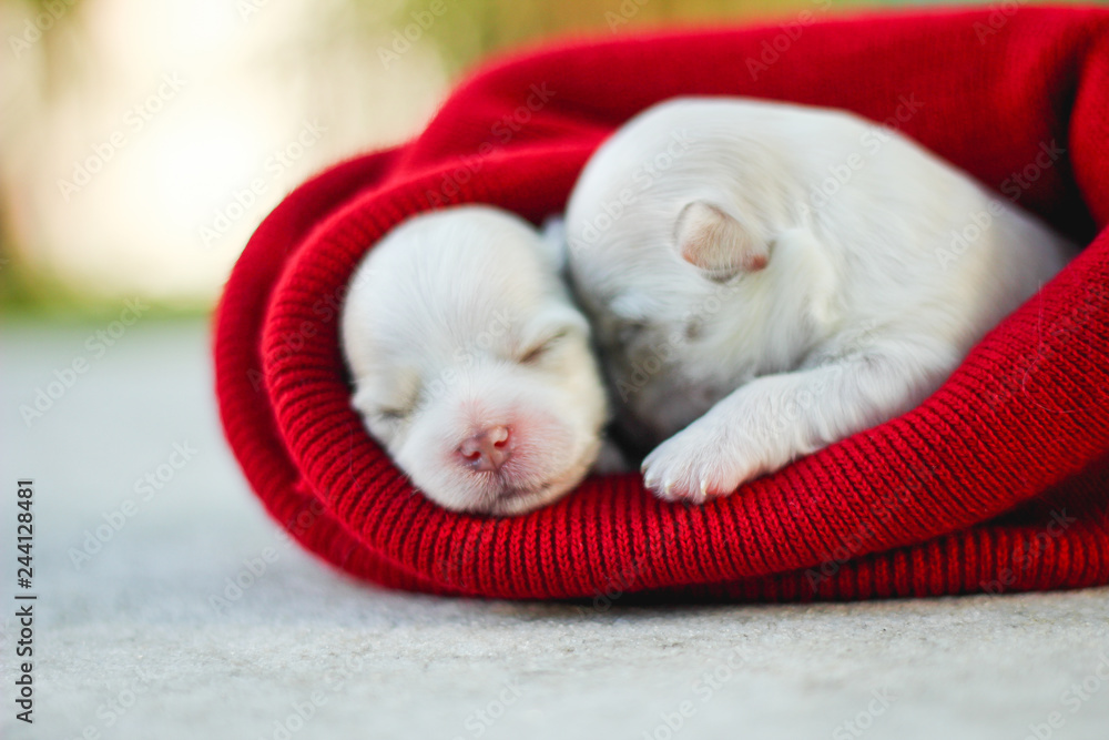 newborn puppie dog maltes 
