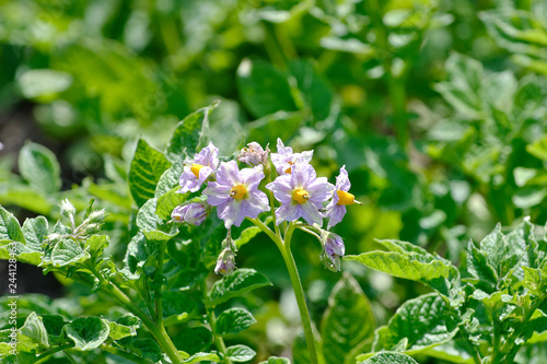 Flower of the potato (Solanum tuberosum)