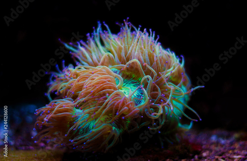 Elegance LPS coral isolated image - Catalaphyllia Jardinei