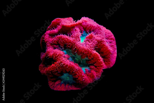 Leinwand Poster Blastomussa LPS colorful Coral - Blastomussa wellsi