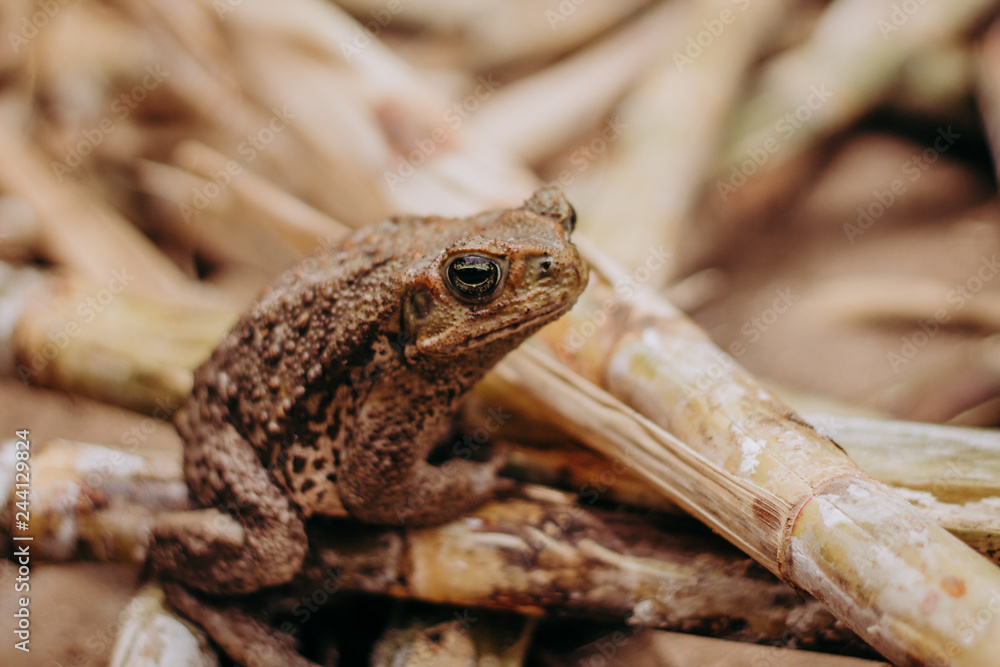 Fototapeta premium wild big frog close up