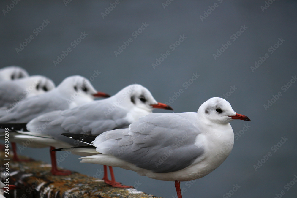 Seagulls at the harbor Seagulls at the harbor
