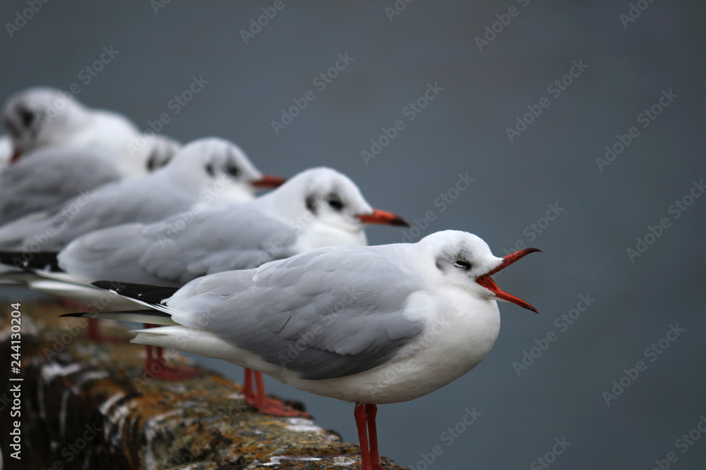 Seagulls at the harbor Seagulls at the harbor