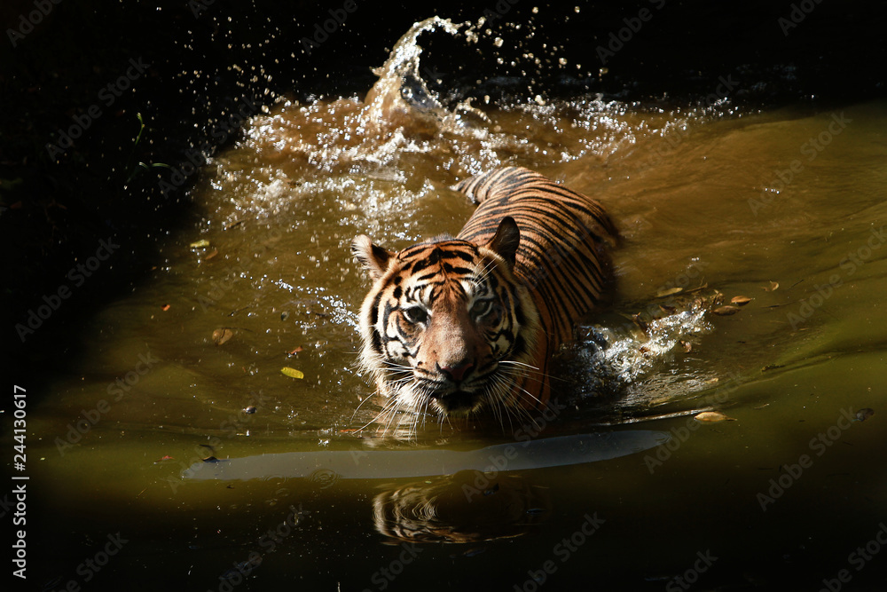 Sumatran tigers are swimming