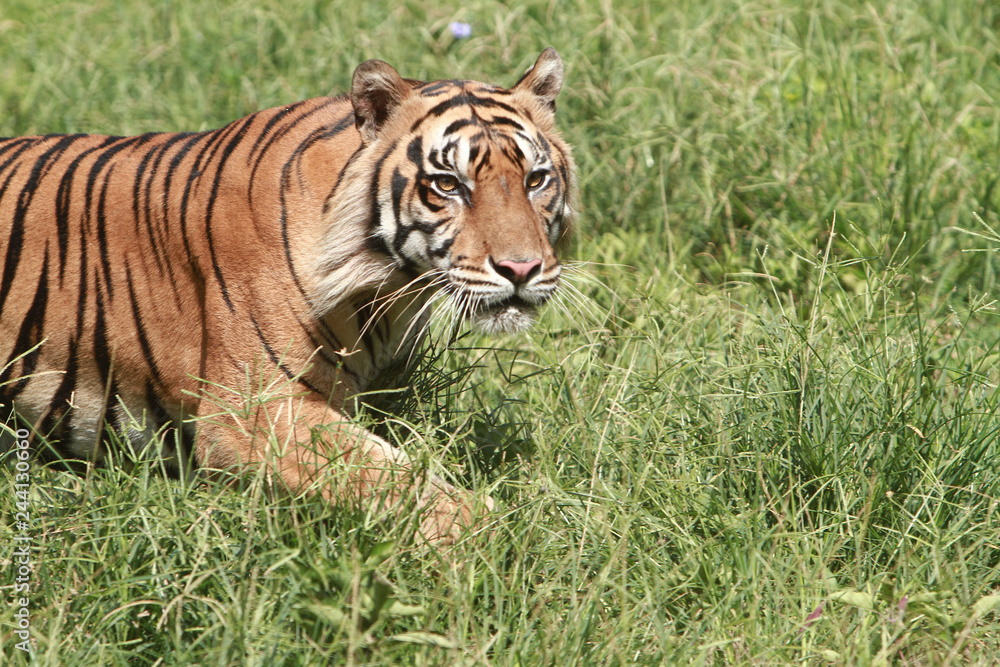 Obraz premium Sumatran tigers are slink