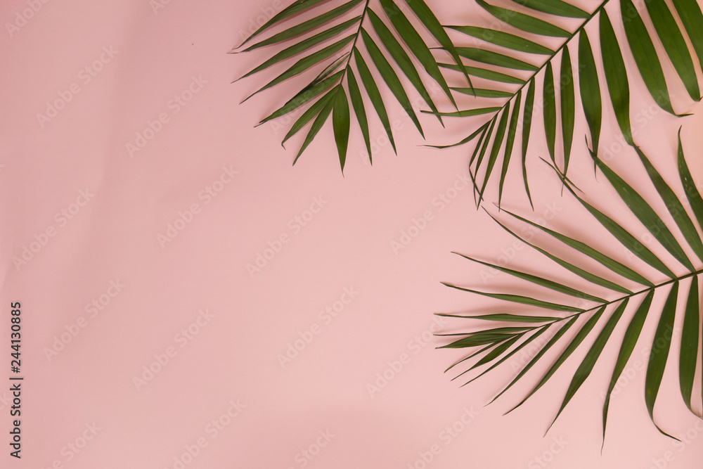 green palm leaves in the upper right corner on a pink background 