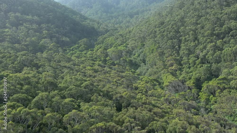 Aerial View of the Australian Jungle and Tree Canopy Aerial View of the Australian Jungle and Tree Canopy