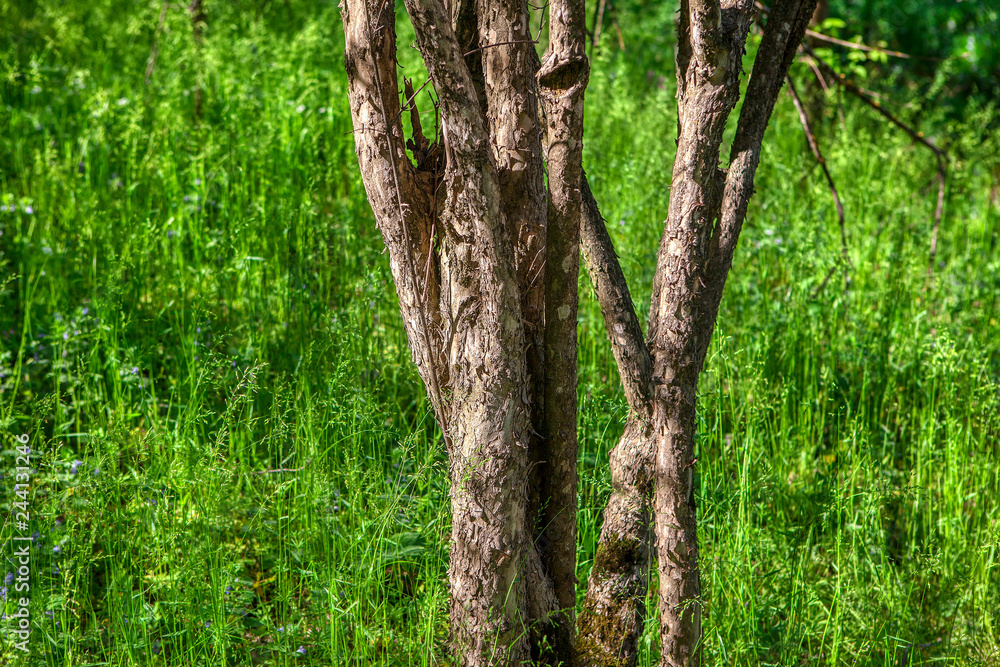 Obraz premium tree stem in the spring season on green grass background