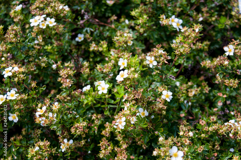White small flowers of cinquefoil Daurian White small flowers of cinquefoil Daurian