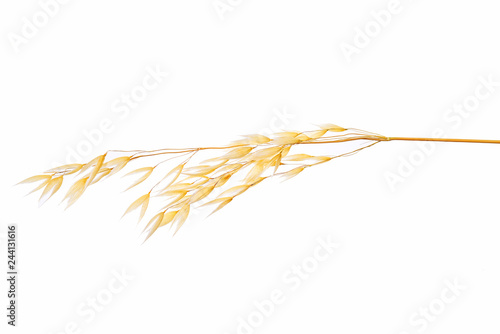 Oat plant isolated on white background.Oat spike isolated