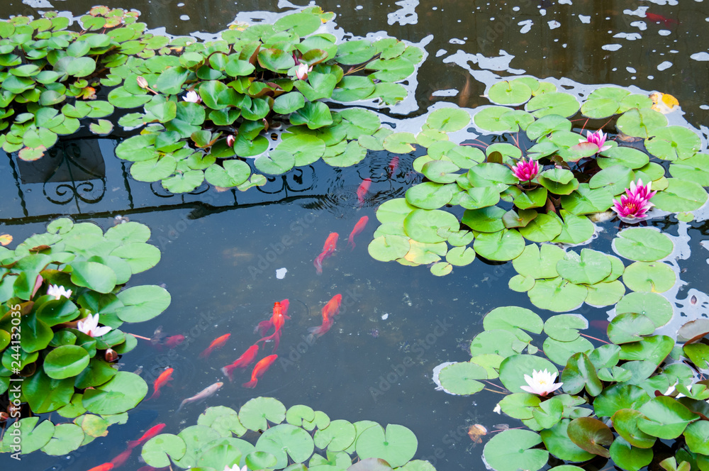 Botanical Garden of Vladivostok, fish pond Botanical Garden of Vladivostok, fish pond