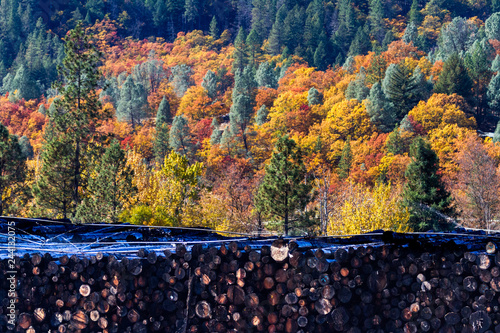 Before & After - Autumn forest provides a colorful backdrop to a lumber mill log pile. Weaverville, California, USA photo