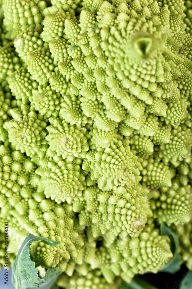 closeup of cabbage closeup of cabbage