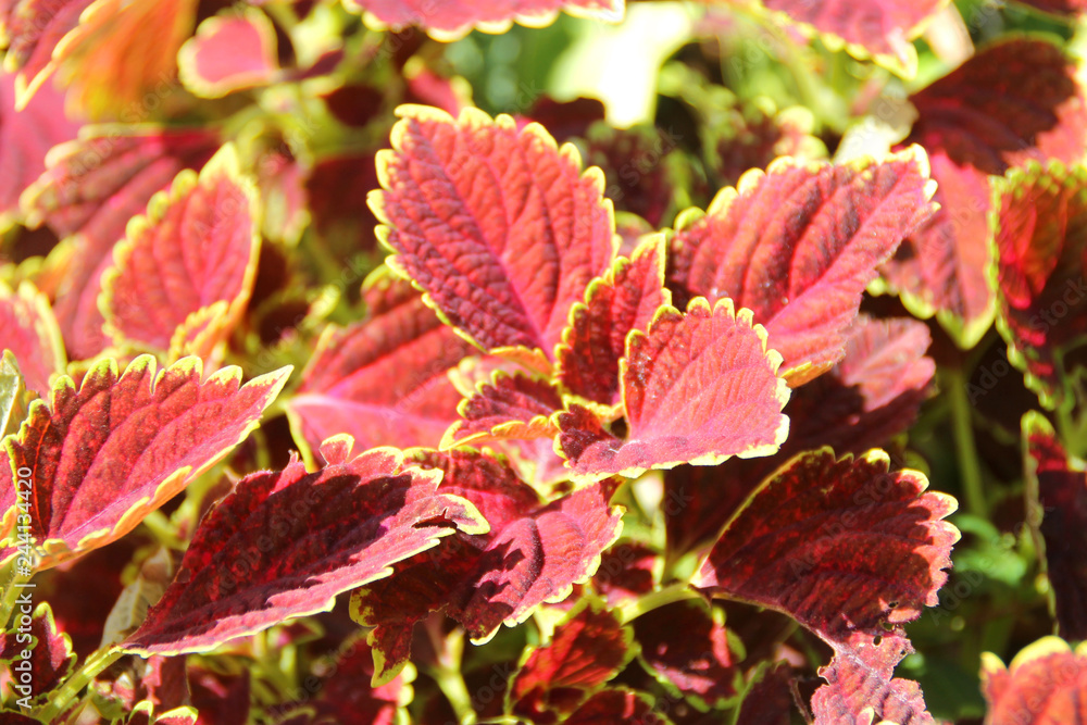 Red Coleus plant with yellow edges closeup on a flower bed, view from above use for herb Red Coleus plant with yellow edges closeup on a flower bed, view from above use for herb