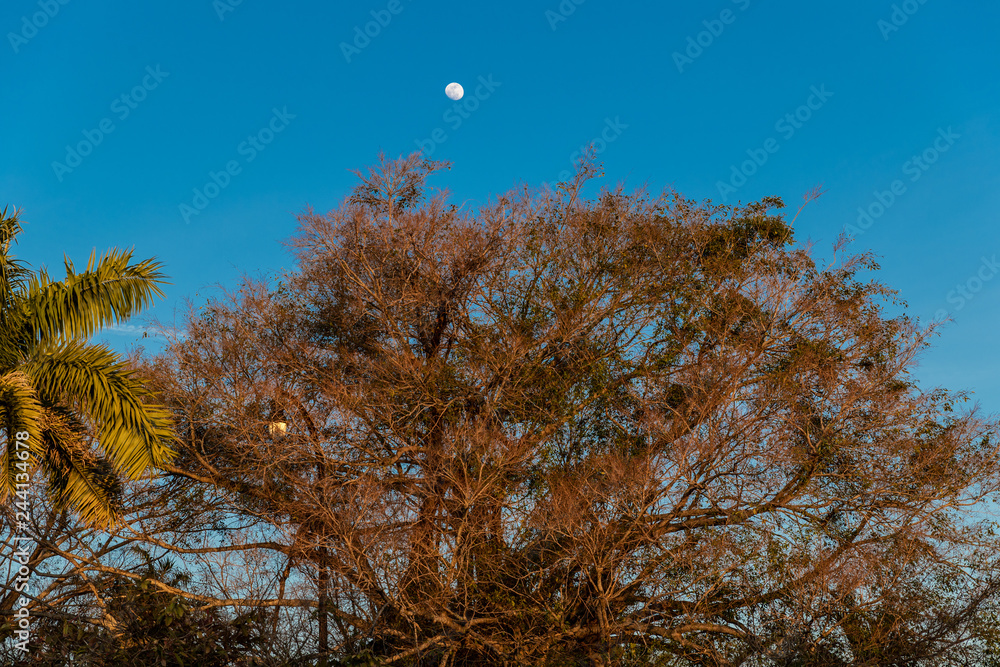 moon