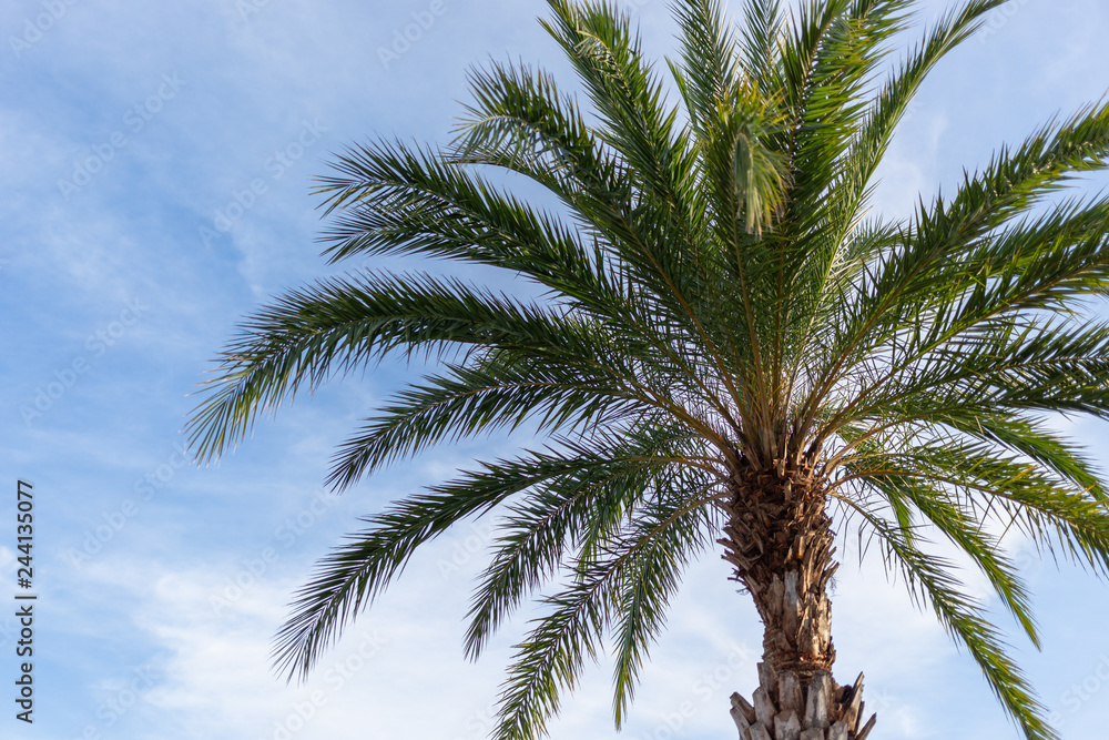Close up palm on blue sky background