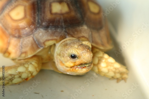closeup of turtle © wilasinee