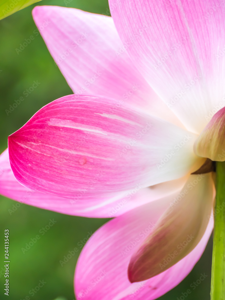 Pink water lily, close-up