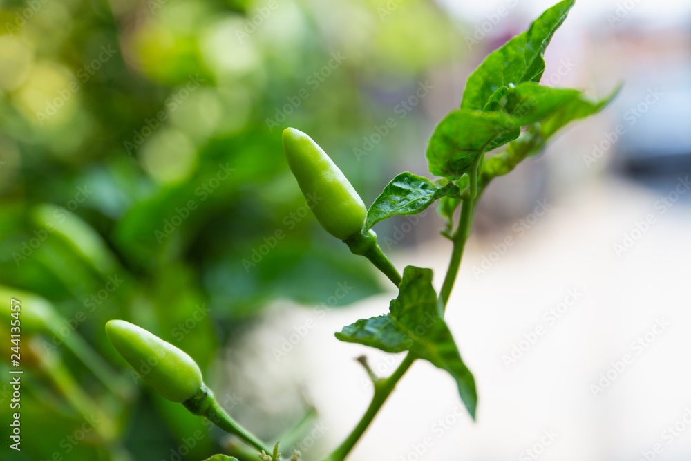 Close Up Red chili peppers on the tree Close Up Red chili peppers on the tree