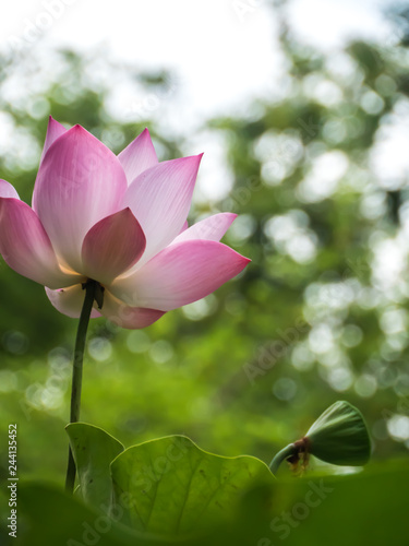 Fototapeta Naklejka Na Ścianę i Meble -  Pink water lily in natural park