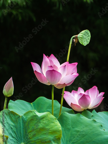 Fototapeta Naklejka Na Ścianę i Meble -  Pink water lily in natural park