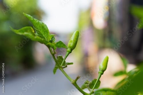 Close Up Red chili peppers on the tree