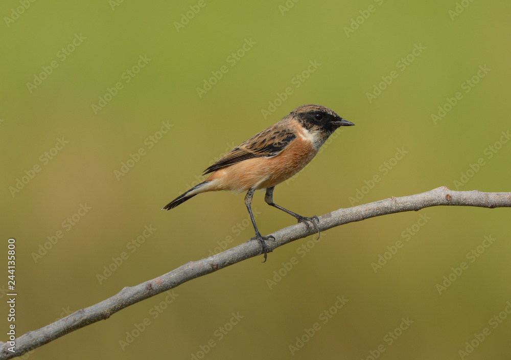 Obraz premium Lovely bird, Eastern Stonechat with green nature background.