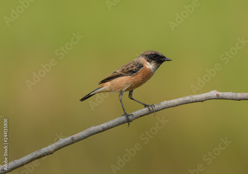 Lovely bird, Eastern Stonechat with green nature background.
