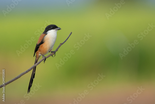 Long-tailed Shrike; Lanius schach , Beautiful bird in Thailand.