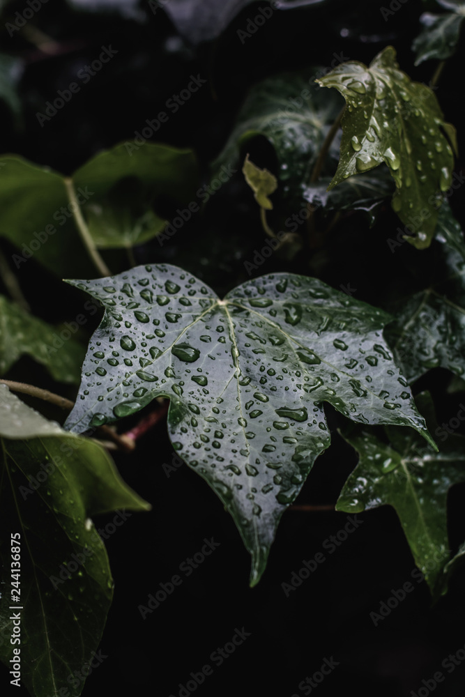 Naklejka premium Hoja Agua