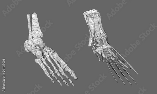 Human foot