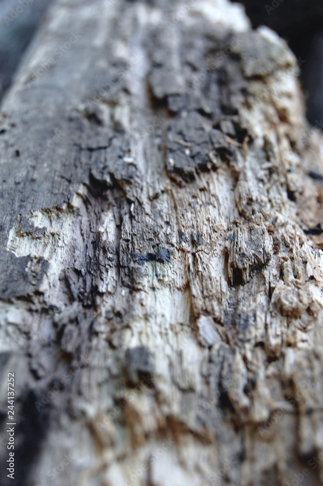 Close up of Old Wood Close up of Old Wood