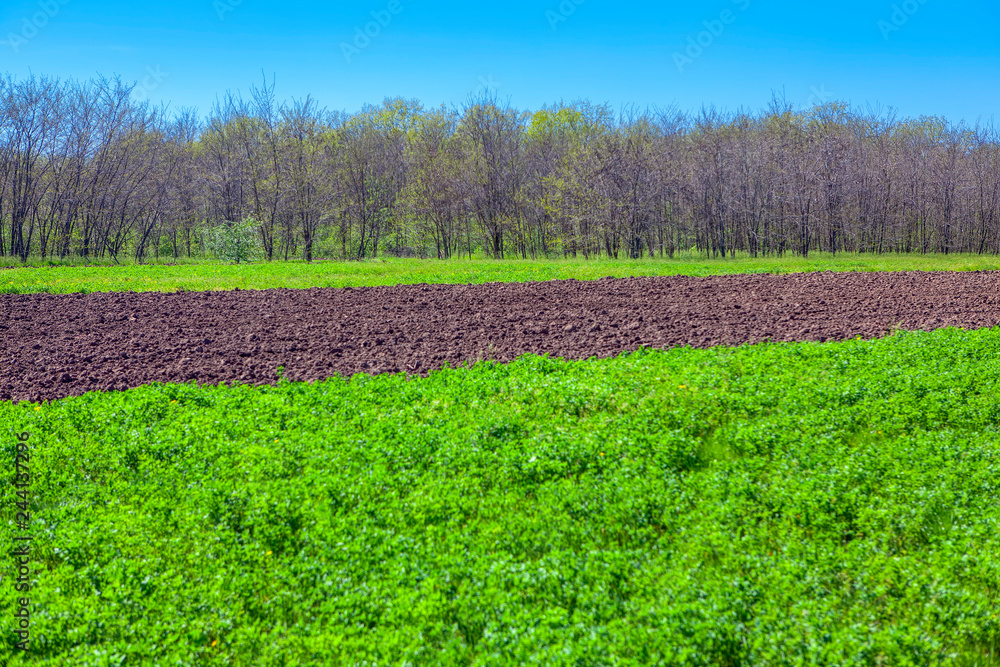 green plowing agricultural field in the spring 
