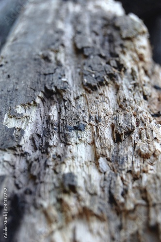 Close up of Old Wood 