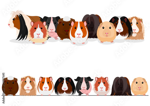 set of guinea pigs group and border