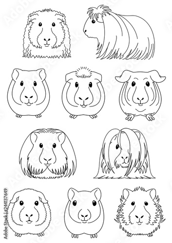 collection of guinea pig line art