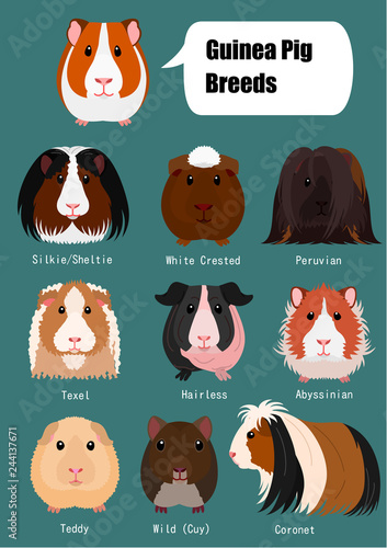 collection of guinea pig