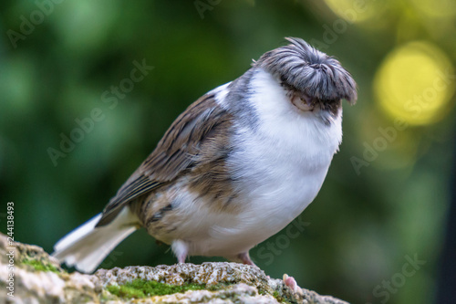 Canvas Print gloster canary Exotic birds and animals in wildlife in natural setting