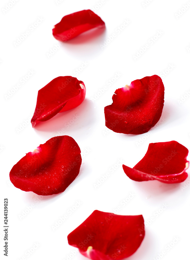Fototapeta premium Closeup of rose petals on white background