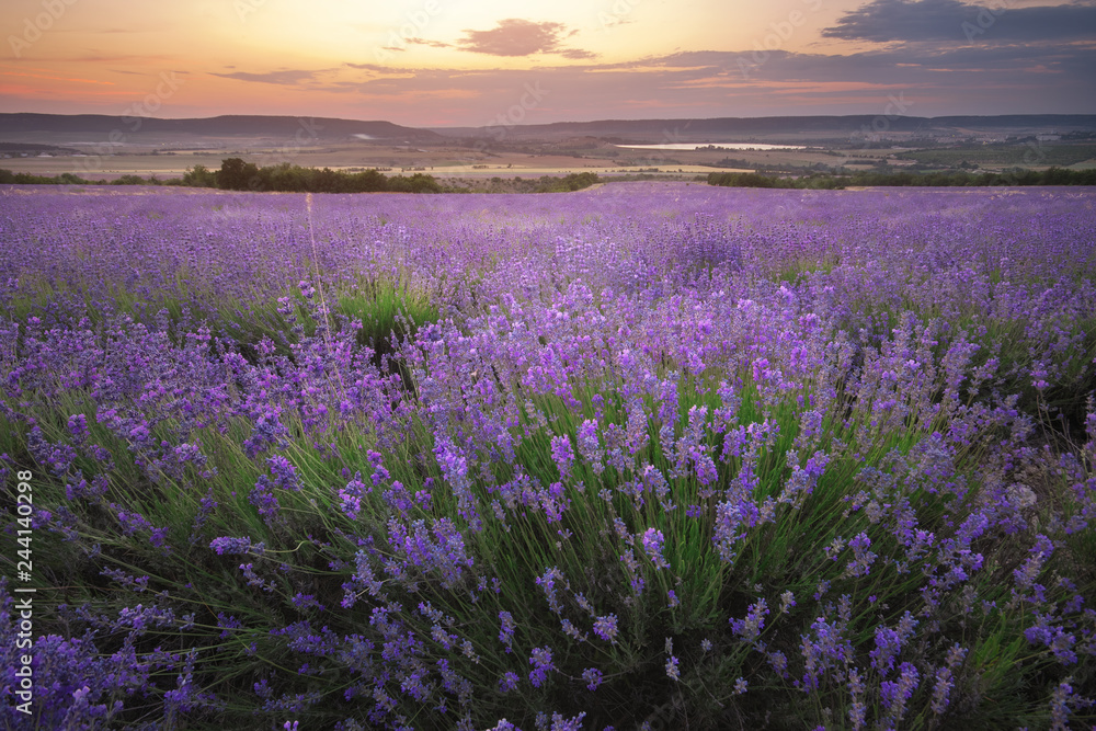Obraz premium Meadow of lavender at sunset.