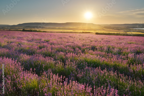 Meadow of lavender at sunset. © GIS