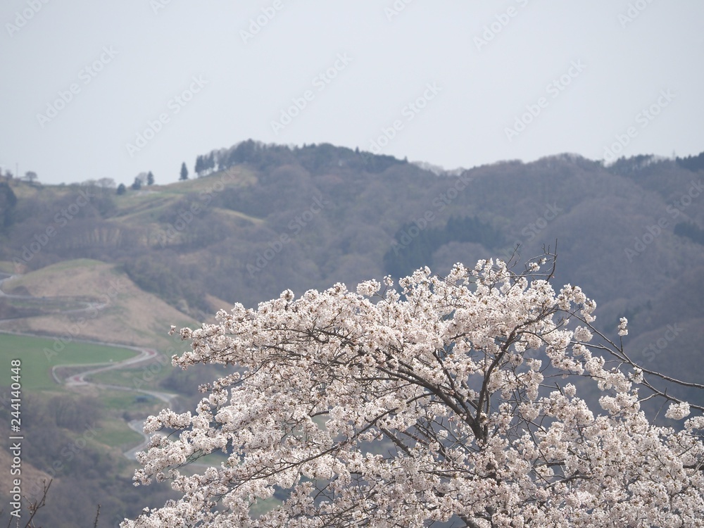 里山と桜