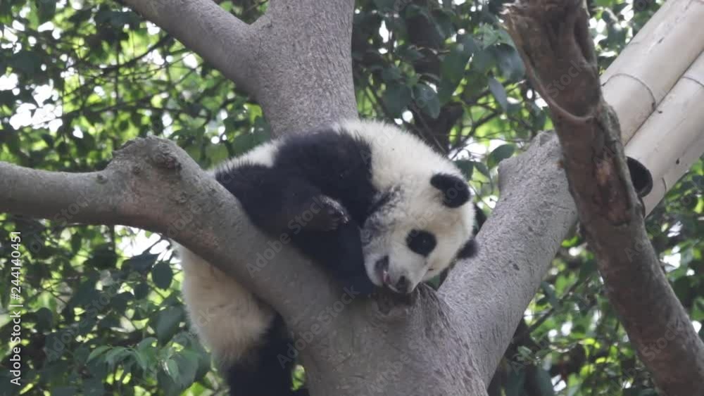 Playful Panda Cub is Having Fun on the Tree, Chengdu, China Playful Panda Cub is Having Fun on the Tree, Chengdu, China